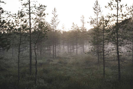 misty morning in the forestの写真素材