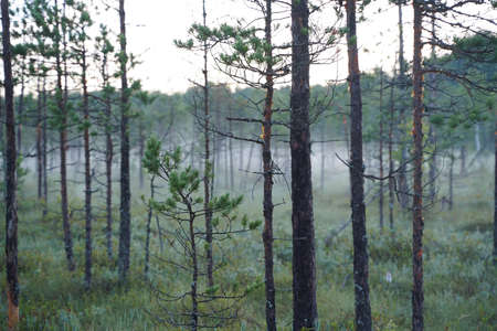 morning in the wood of pine forestの写真素材