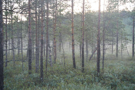 fog in the forest in early morningの写真素材