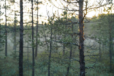 trees in the forest in sun raysの写真素材