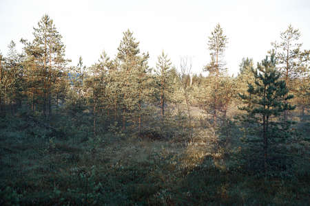summer pine small forest in the morningの写真素材