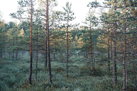morning in the young pine forestの写真素材