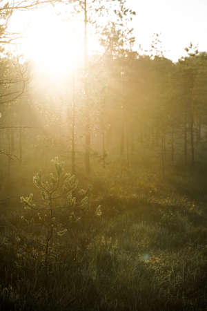 Bright yellow sun rays in the forestの写真素材