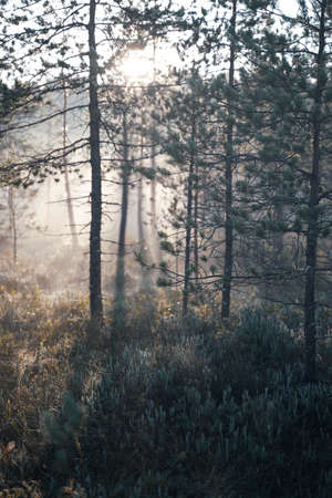 Beautiful fairy morning in the forestの写真素材