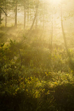 bright warm morning fog in the forestの写真素材