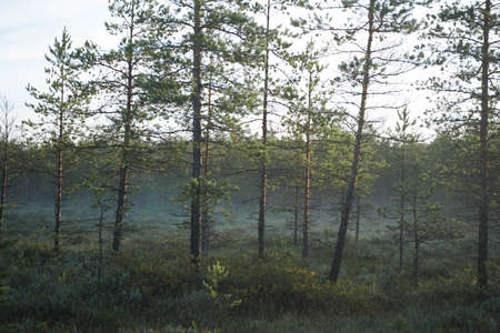 misty sunrise morning in the pine forestの写真素材