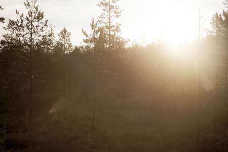 sun rays in the morningの写真素材