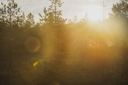 Bright sunrise in the forest with sun raysの写真素材
