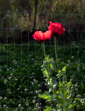 Two back lit vivid red poppies w soft focus green foliage background, angle is looking up at flowers from below, romantic, opium narcotics, symbol-war remembrance-text spaceの写真素材