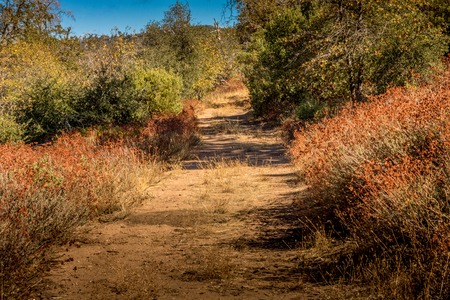 Overgrown country road bordered by native plant buckwheat, coastの写真素材