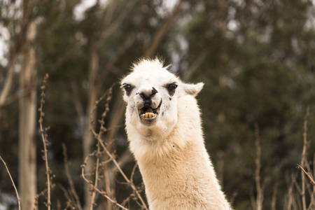 Angry llama showing teeth, aggressive alpaca, evil with ears back, protective and threatening animalの写真素材