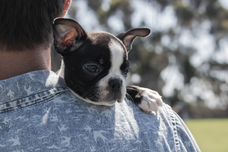 Boston terrier puppy, calm, resting on male owner s shoulder outdoors, peaceful and cuteの写真素材