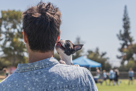 Tiny Boston terrier puppy on man shoulder licking male owner ear with pink tongueの写真素材