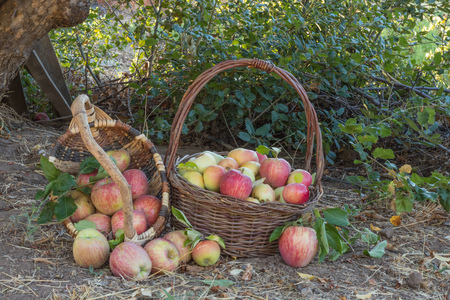 Two baskets of natural organic ripe red heirloom delicious organic apples in late afternoon autumn light, healthy, diet friendly, sweet fruit with nutrition and vitaminsの写真素材