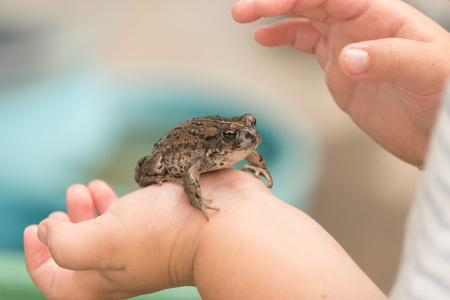 Frog in the hands of a young child, toadの写真素材