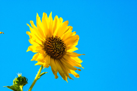Single bright, vibrant yellow sunflower blossom and one bud set against blue sky