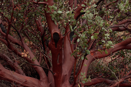 Beautiful full size healthy manzanita tree with many branches, green leaves and smooth shiny red orange brown barkの写真素材