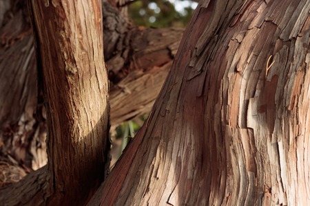Close up of graceful, wavy, smooth and rough bark textures on sun lit tree trunks for background textureの写真素材
