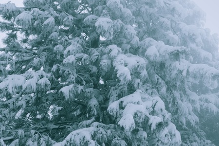 Close-up of a single large coulter pine tree covered in heavy wet snowの写真素材