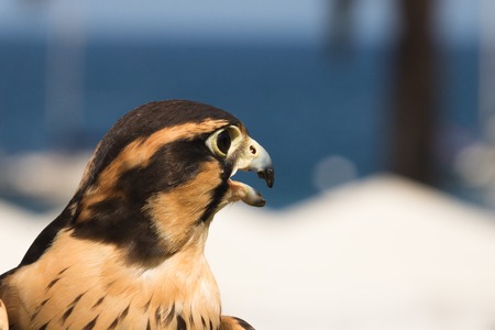 Peruvian falcon an aplomado, a closeup, head shot of a bird of prey, a raptor with brown and gold markings on feathers and dramatic black strips around eyesの写真素材
