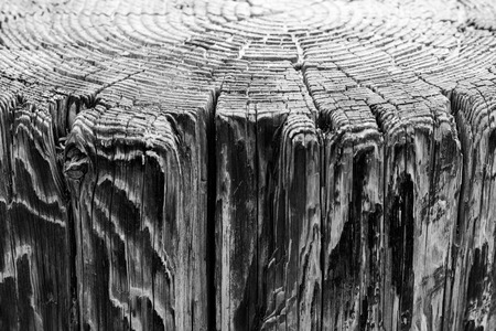 Above view of tree rings and side view of weathered wood pier, a background vintage grunge texture...