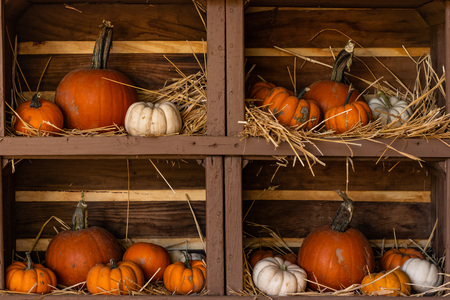 Pumpkins, medium size and miniature, orange and white, still life display on wood shelvesの写真素材