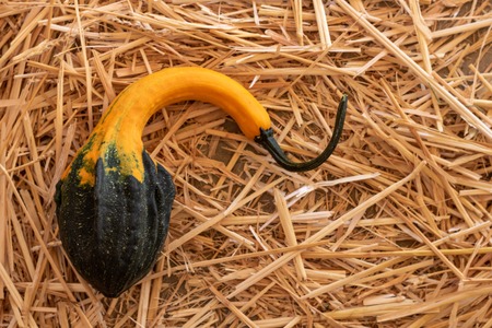 Single black, orange and green gourd on a bed of straw, Halloween Thanksgiving fall harvest autumn backgroundの写真素材