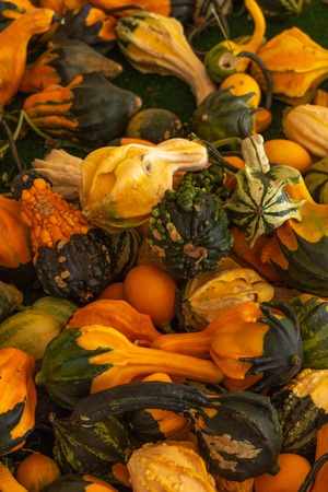 Halloween, Thanksgiving seasonal fall autumn holiday celebration background, a close up of a variety...
