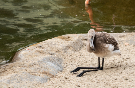 Close-up of an awkward young gray flamingo chick sitting by the edge of a pond with black legs outstretched, his head upの写真素材