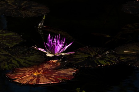 Lotus bloom floating in water, purple magenta blossom nested among lovely round lily pads calm serene background for meditation wellness harmony spirituality and healthの写真素材