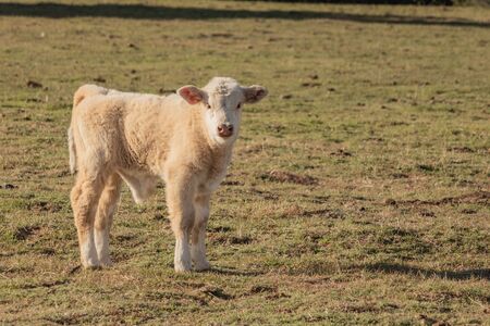 Sweet young healthy baby white cow in pasture, calf looking at camera in the spring time, peaceful