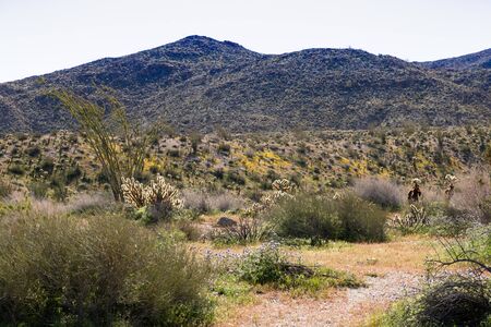 Southwest desert landscape with desert plants in springtime, camping, hiking and adventure in spring...