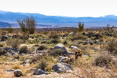 Southwest desert landscape with desert plants in springtime, camping, hiking and adventure in spring in american desertの写真素材