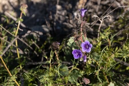 Canterbury Bells a small blue spring annual and biennial wildflower, close up drought tolerant...