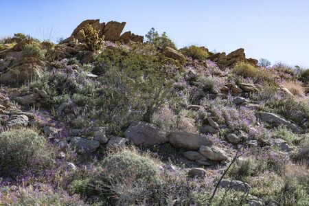 Southwest desert landscape with desert plants in springtime, camping, hiking and adventure in spring in american desert sceneryの写真素材
