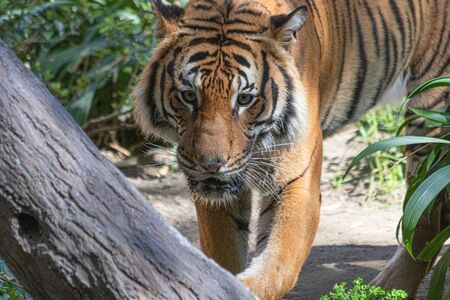 Close up of tiger face, powerful dangerous intense wild siberian tiger