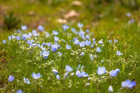 Blue wildflowers, early spring flowers, baby blue eyes, forest meadow flower, soft fragile romantic...
