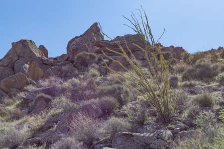 Rocky southern California desert landscape with ocotillo cactus tree in foreground