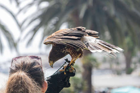 Harris hawk, eagle close-up brown eyes, yellow beak, speckled feathersの写真素材
