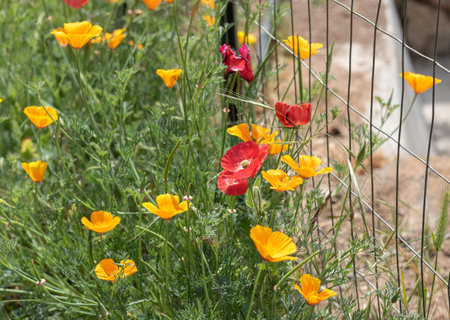 Colourful red, yellow and orange poppies flowering in a springtime and summer garden.の写真素材