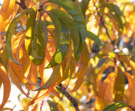 Sunlight shines through autumn gold peach leaves on treeの写真素材