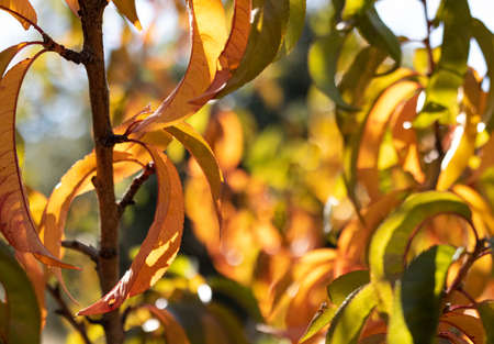 Sunlight shines through autumn gold peach leaves on treeの写真素材