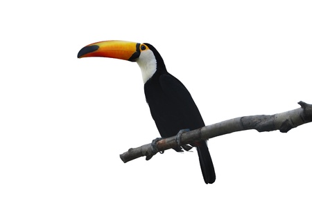 The cut out toco toucan on a branch