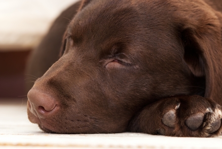 chocolate sleeping labrador puppy closeupの写真素材