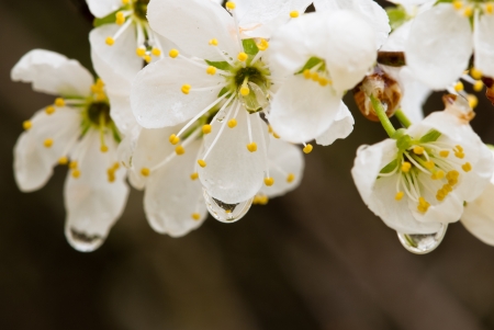 damson flowers after rain with drop of waterの写真素材