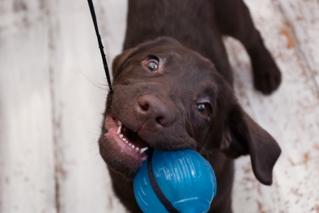 Labrador puppy plays with a blue ballの写真素材