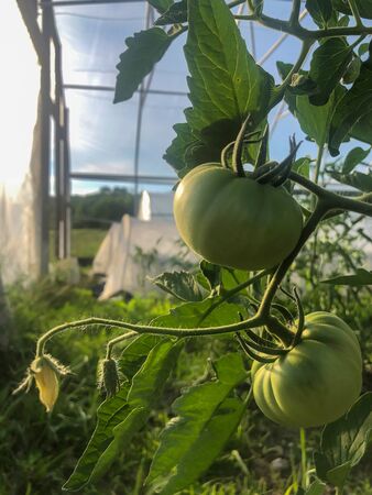 Green tomatoes ripening on the vine in a greenhouse. Agricultural background, greenhouse structure, and copy spaceの写真素材