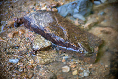 Juvenile American Toad sits on a stone in natural forest stream habitat.