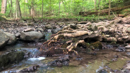Gnarled tree roots reach across a woodland stream.