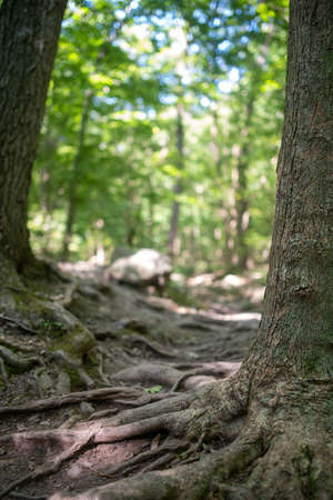Selective focus close up of tangled tree roots reaching for each other.